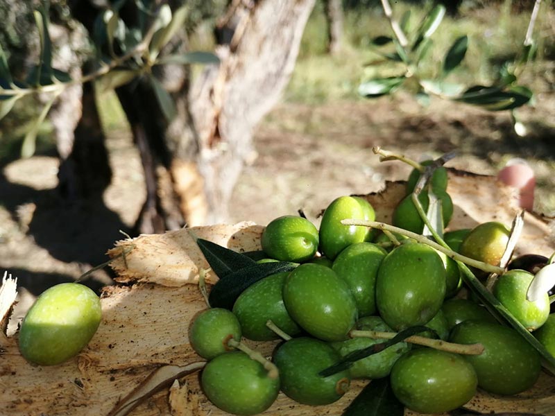 Negozio-online-olio-extravergine-di-oliva-brescia